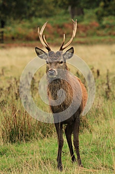 Red deer stag in autumn rain