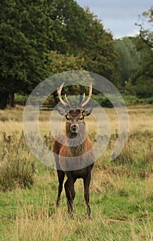 Red deer stag in autumn rain