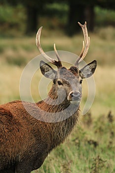 Red deer stag in autumn rain