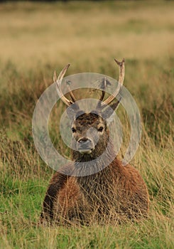 Red deer stag in autumn rain