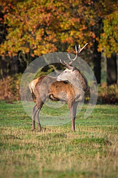 Red Deer Stag in Autumnal Light.