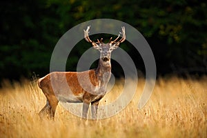 Red deer stag, bellow majestic powerful adult animal outside autumn forest, big animal in the nature forest habitat, England