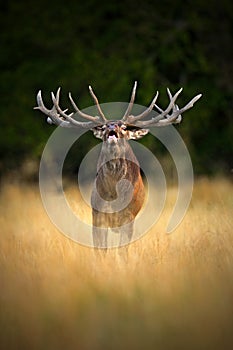 Red deer stag, bellow majestic powerful adult animal outside autumn forest, big animal in the nature forest habitat, England