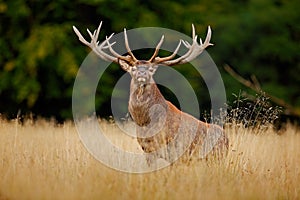 Red deer stag, bellow majestic powerful adult animal outside autumn forest, France