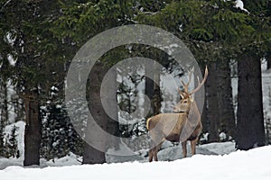 Red deer stag, bellow majestic powerful adult animal outside autumn forest, winter scene with snow forest, Czech. Wildlife Europe.