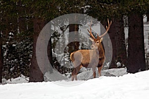 Red deer stag, bellow majestic powerful adult animal outside autumn forest, witer scene with snow forest, France photo