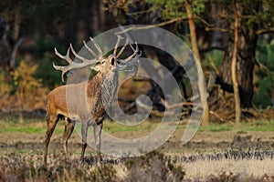 Red deer stag bellowing