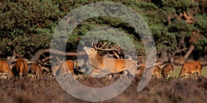 Red deer stag bellowing