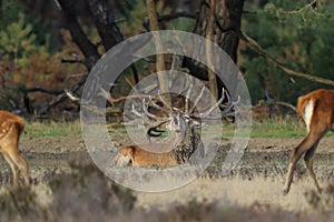 Red deer stag bellowing