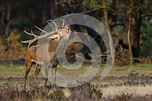 Red deer stag bellowing