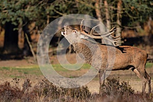 Red deer stag bellowing