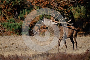 Red deer stag bellowing