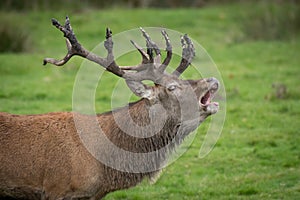 Red deer stag bellowing