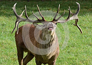 Red Deer Stag Bellowing photo