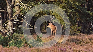 Red Deer Stag Bellowing