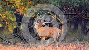 Red Deer Stag Bellowing