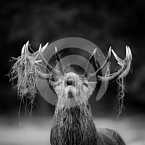 Red deer stag bellowing Black and white
