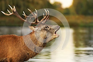 Red deer stag bellowing close to the pond