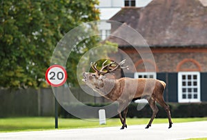 Red deer stag bellowing when crossing a road