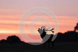 A Red deer stag bellowing at dusk