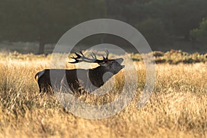 Red deer stag bellowing in golden field