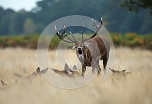 Red Deer stag bellowing among a group of hinds