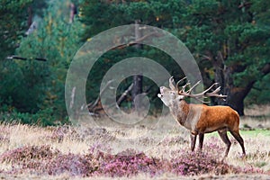 Red deer stag bellowing in Hoge Veluwe National Park
