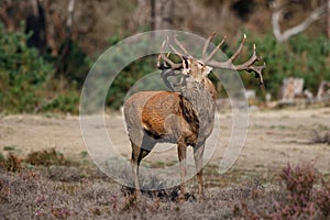 Red deer stag bellowing in Hoge Veluwe National Park