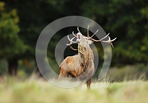 Red deer stag bellowing during mating season photo
