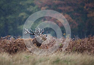 Red deer stag bellowing in the rain