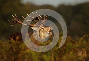 Red deer stag bellowing during the rut