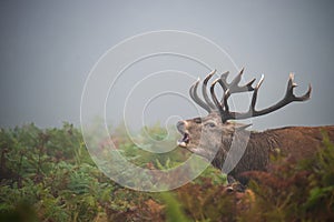 Red Deer Stag bellowing during The Rut