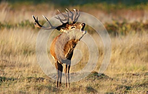 Red deer stag bellowing during the rut in autumn