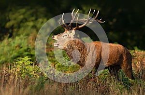 Red deer stag bellowing during the rut in autumn