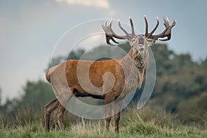 red deer stag bellowing rutting photo