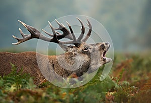 Red deer stag bellowing during rutting season