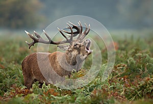 Red deer stag bellowing during rutting season