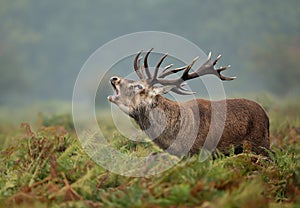 Red deer stag bellowing during rutting season