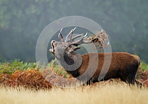 Red deer stag bellowing during rutting season