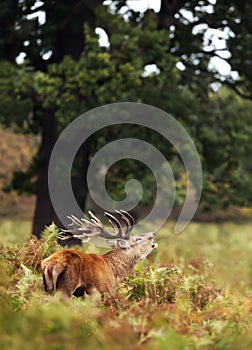 Red deer stag bellowing during rutting season