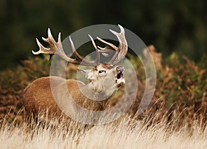 Red deer stag bellowing during rutting season