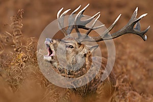 Red deer stag bellowing during rutting season