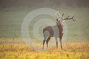 Red deer stag bellowing in rutting season in morning light with space for copy