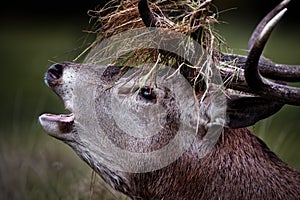 Red Deer Stag Bellowing photo