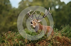 Red deer stag bellowing while standing in the ferns