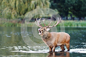 Red deer stag bellowing while standing in water