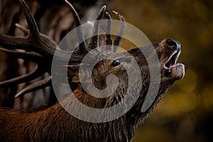 Red Deer Stag Bellowing in Woodland Autumn Setting photo