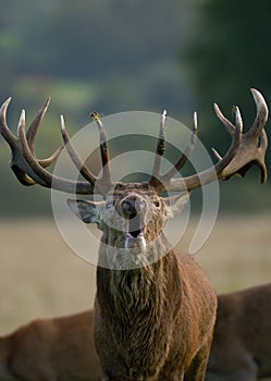 Red Deer stag belowing photo