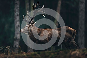 Red deer stag with big antlers in a dark pine forest.
