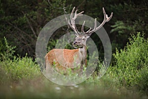 Red deer stag with big antlers looking in forest in summertime nature